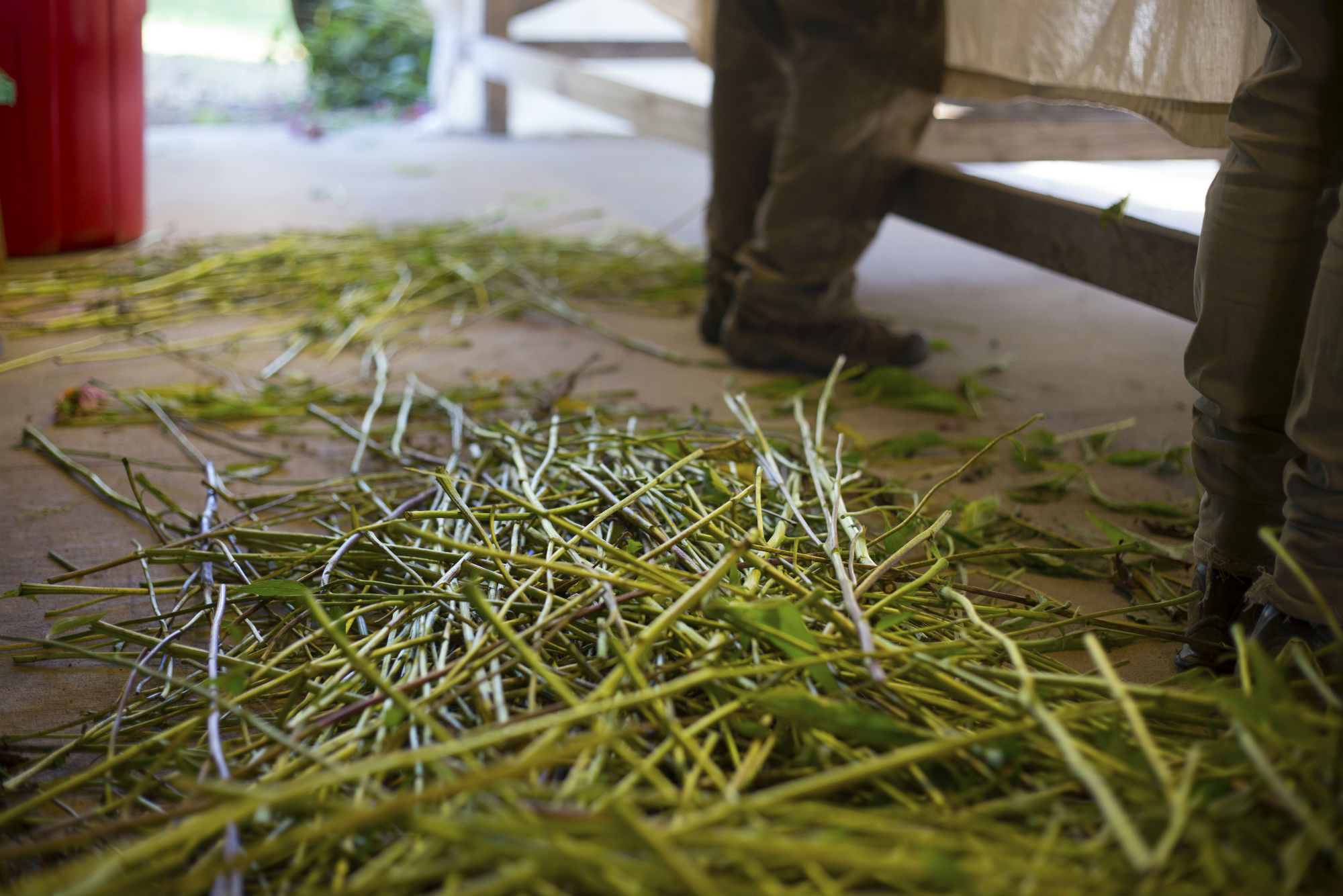 Sending Echinacea stems to compost