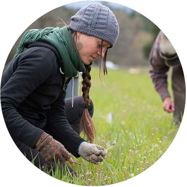 Working in the field at Madeira Herbs Enterprise Ltd. Şti